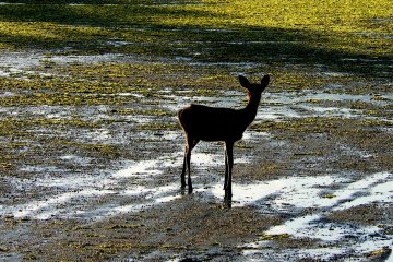 <p>A deer was wandering on the sand and nibbling at seaweed before the water covered it</p>