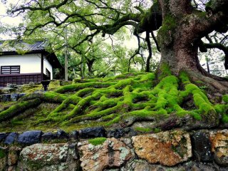 Moss covered roots at the entrance to Shoren-in