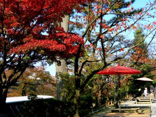 Des ombrelles rouges en harmonie avec le feuillage des &eacute;rables