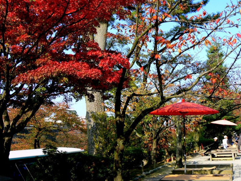 <p>Red umbrella harmonizes with red maple leaves</p>