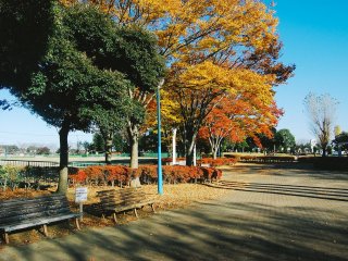 Bangku-bangku taman disediakan untuk beristirahat. Bisa digunakan untuk memandangi warna-warni musim gugur.