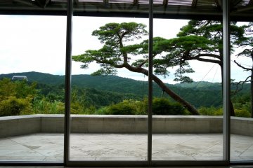 A leaning pine is framed by the windows