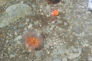 Salmon roe or maggots to tempt the fish