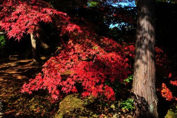 Autumn Foliage Path to Nison-in - 1