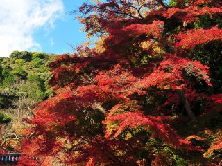 嵯峨野の山と澄み切った青空を背景に益々鮮やかさを増す