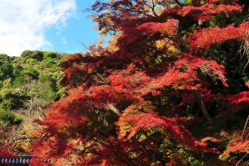 <p>Brilliant maple leaves clearly contrasted with mountains of Sagano under the blue sky</p>