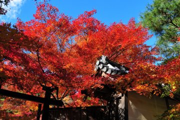 <p>Red maple leaves hanging over the temple walls</p>