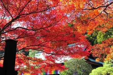 <p>When you pass through Kuromon Gate, you&#39;ll be in the front yard of the Main Hall. Maple leaves here look more brilliant than the colorful curtain decorating the Main Hall</p>