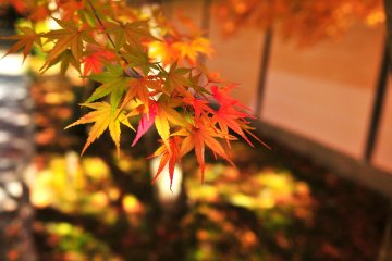 <p>Some maple leaves have two colors in one leaf</p>