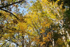 Beautiful Fall Foliage of Japanese Horse-chestnut Trees&nbsp;Can be Seen In This Route.
