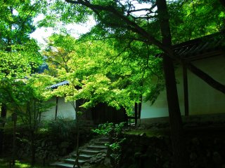 Fresh greenery in front of Kuromon Gate invites you in