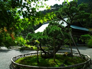 'Nokiba-no Matsu (Cây thông bên mái hiên)' được trồng ở trước Chính điện. Tại đây, bạn sẽ thấy một cột gỗ có viết bài thơ của Fujiwara-no Teika