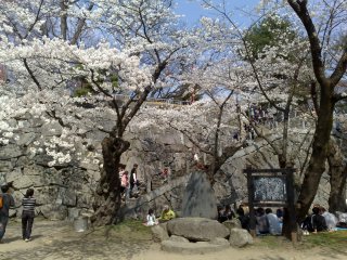 Парк Иватэ весной расцветает вишневыми деревьями и выглядит очень красивым.