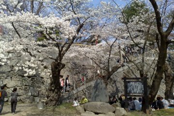 <p>Iwate park in spring, it is full of cherry trees and in full bloom the park is incredibly beautiful.</p>
