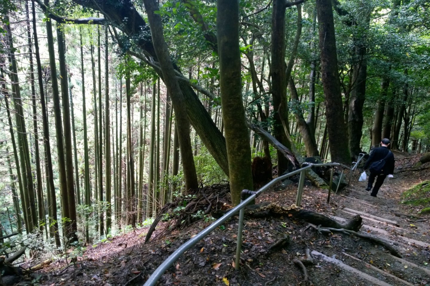 เส้นทางเดินป่าท่ามกลางธรรมชาติอันเขียวขจี บริเวณนี้เป็นเส้นทางที่ตัดผ่านป่าสนยืนต้นสูงสง่าอย่าสวยงาม