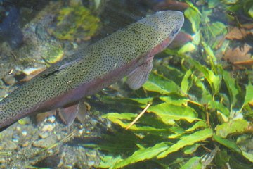 <p>I think these are a type of trout; the ponds are brimming with them</p>