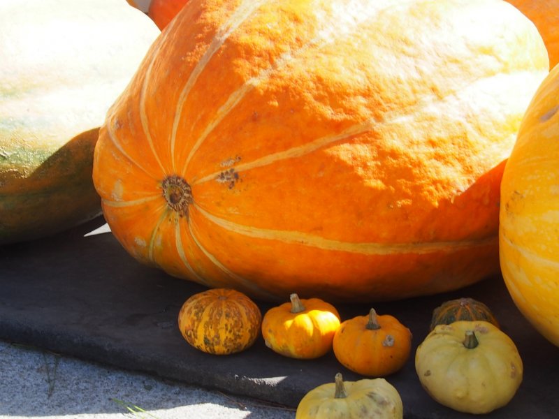 <p>While I was here this weekend, Halloween was in full swing with costumes, photo opportunities and giant pumpkins</p>