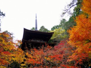 The pagoda is surrounded by maple trees