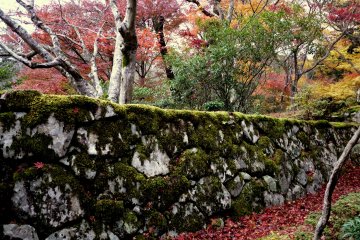 <p>A border of red maple leaves runs along the foot of the wall</p>