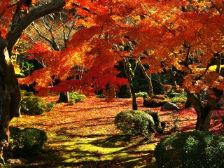 Vườn Ju-gyu là một khu vườn nằm trong lòng một cái aostr