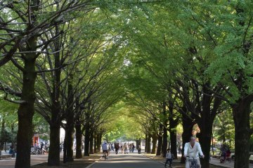 <p>A beautiful arch of gingko trees</p>