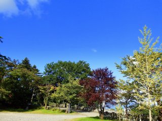 Di halaman kuil, pepohonan berubah warna di bawah langit musim gugur yang biru