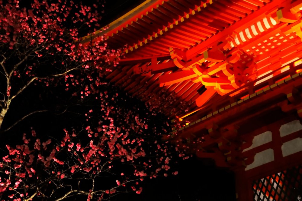 ちょうど梅の花がほころぶ頃の京都　まだまだ夜は冷え込む