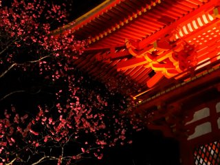 ちょうど梅の花がほころぶ頃の京都　まだまだ夜は冷え込む
