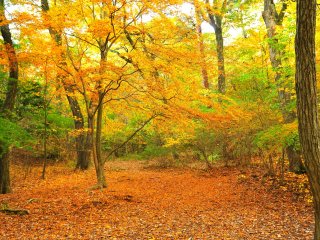 秋風が舞うような黄色の森