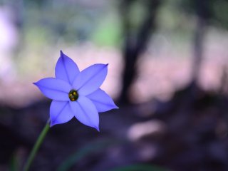 A small spring star flower