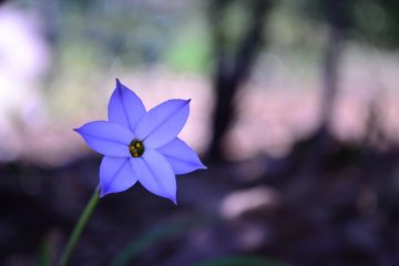 A small spring star flower