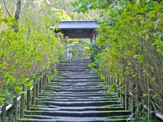The path of weathered Kamakura stones. In June, the bushes along the path bloom with beautiful hydrangeas and is a very popular spot for photo taking.