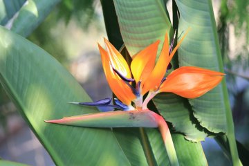 <p>Visit the Greenhouse to view tropical flowers such as this Bird of Paradise</p>