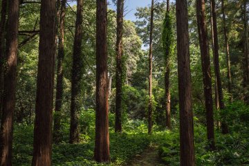 <p>Refreshing forested path</p>