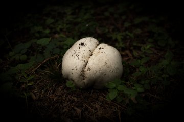 <p>Weird and cool mushroom</p>