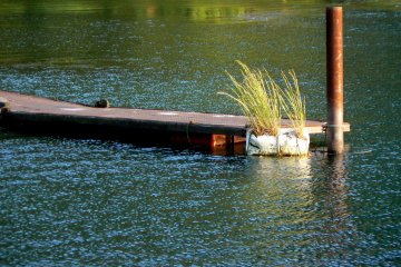 <p>Grass at the end of the jetty catches the late afternoon sun</p>