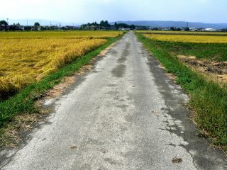 A straight road between the rice fields is a wonderful place to cycle