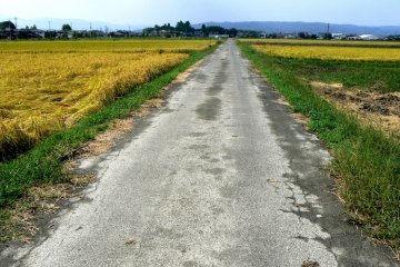 <p>A straight road between the rice fields is a wonderful place to cycle</p>