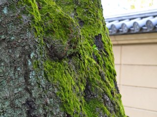 Moss green trees in harmony with the old Japanese architecture