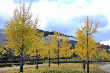 <p>Gingko trees line the walking path in the park</p>