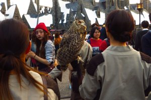 Another special feature at the Osaka Universal Studios is the real owls&nbsp;