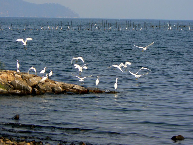 <p>White egrets congregating on a rocky outcrop</p>