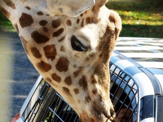 &quot;Hello human, do you have any extra leaves in the car?&quot; The giraffes will come close to you and check to see if you have any leaves or food for them.&nbsp;