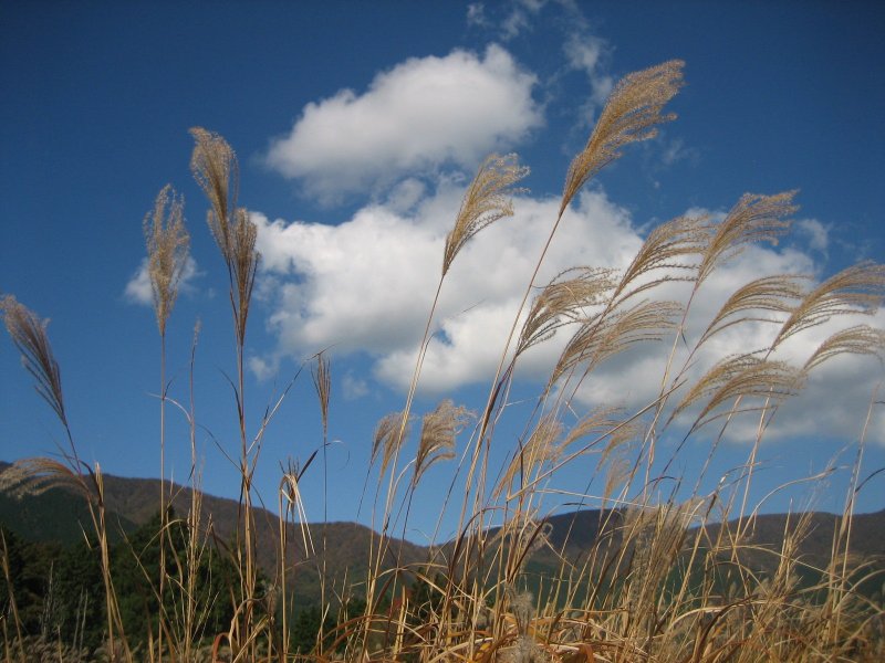 <p>Japanese pampas grass and the blue sky</p>