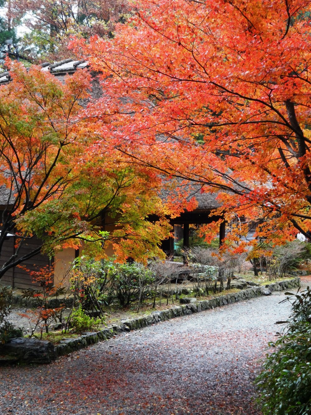 สีสันของฤดูใบไม้ร่วงในพิพิทธภัณฑ์พื้นบ้าน Heike no Sato folk village