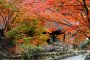 Autumn at Heike no Sato