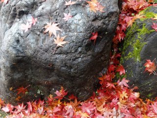 The ground is littered with a colorful carpet of momiji