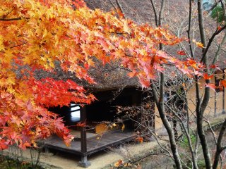 เมเปิ้ลสีสดรายล้อมบ้านหลังคาหญ้าในบริเวณพิพิทธภัณฑ์พื้นบ้าน Heike no Sato folk village