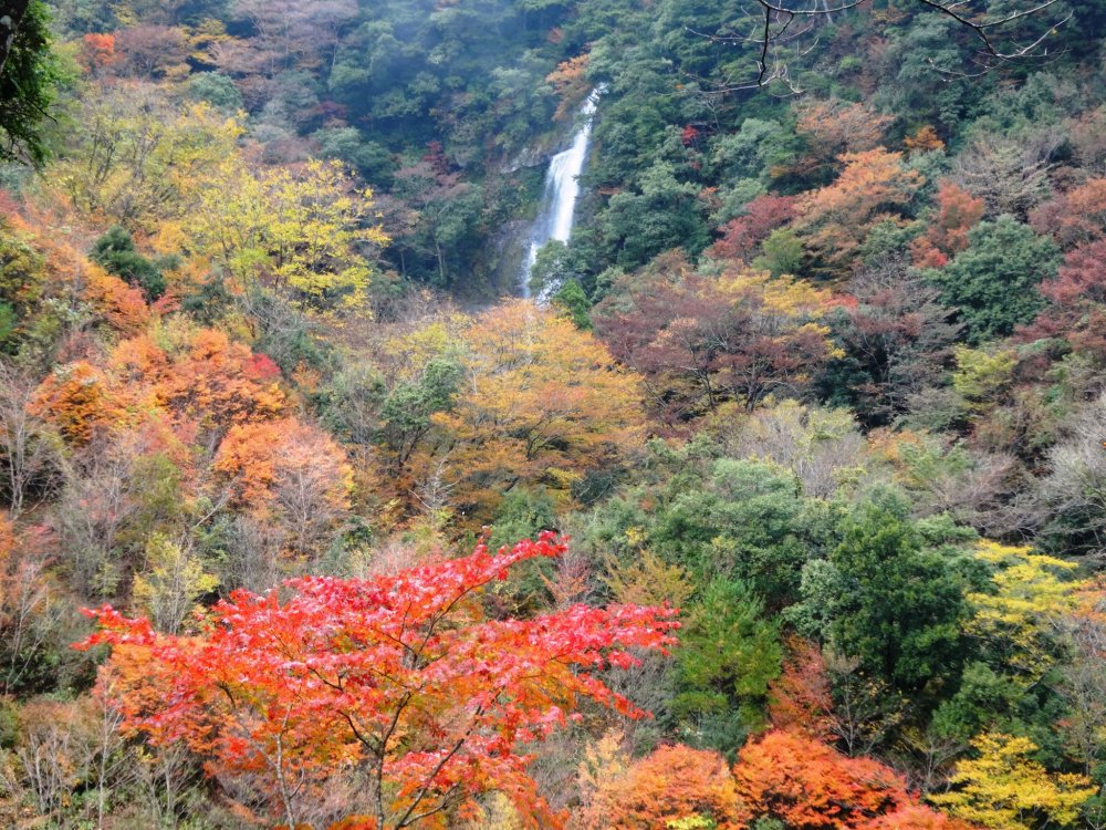 A distant view of the falls framed by autumn foliage