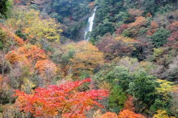 <p>A distant view of the falls framed by autumn foliage</p>